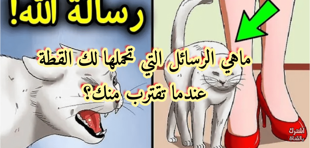 عندما تقترب منك “قطة” فهذا يعني أن هناك 3 رسائل من الله لك.. إحذر أن تضربها!