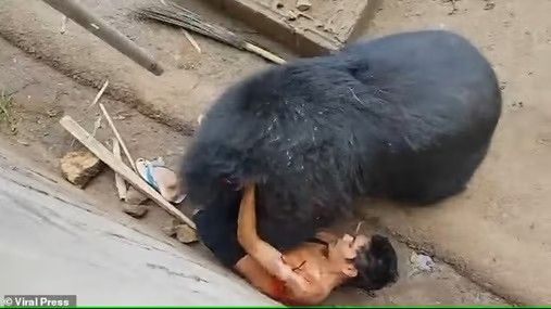 هجوم دب مفترس على شاب