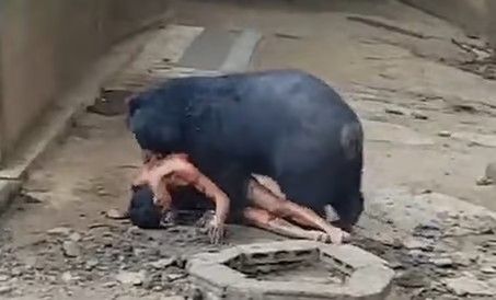 هجوم دب مفترس على شاب