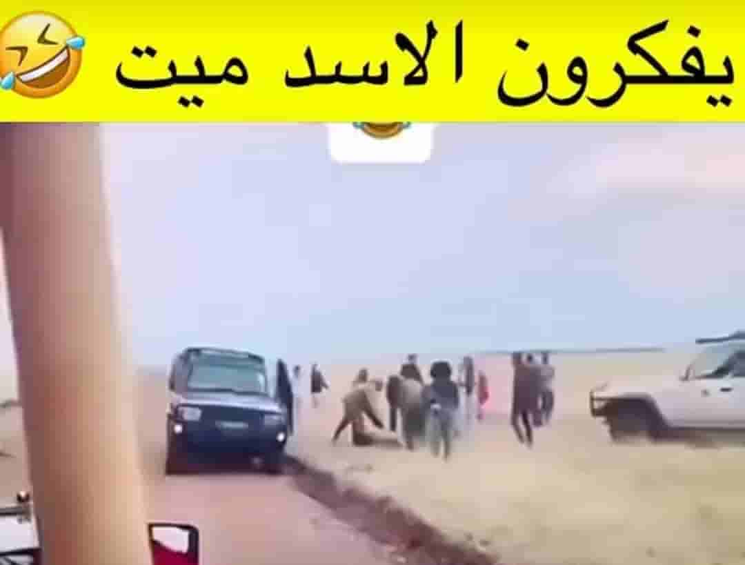 أسد
