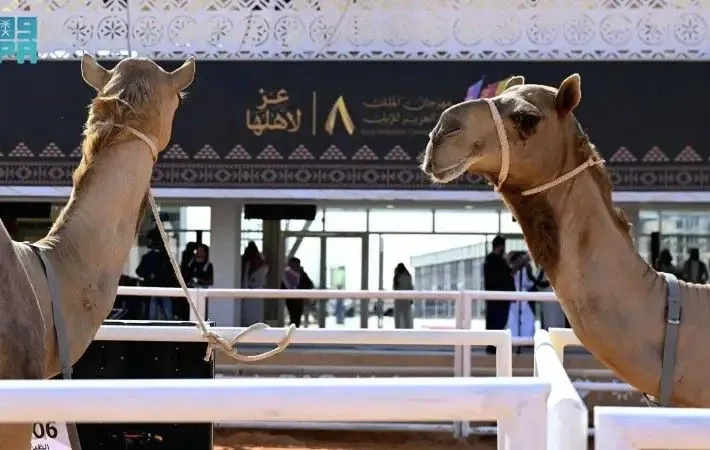 في قلب الحدث.. متابعة حصرية لمهرجان الملك عبدالعزيز للإبل بث مباشر